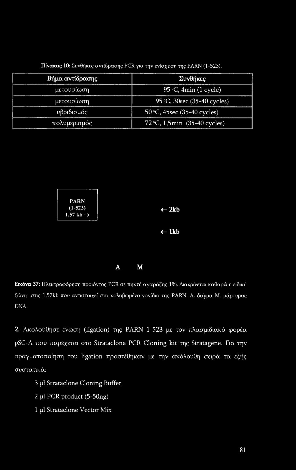 -* < 2kb <- lkb A Μ Εικόνα 37: Ηλεκτροφόρηση προϊόντος PCR σε πηκτή αγαρόζης 1%. Διακρίνεται καθαρά η ειδική ζώνη στις l,57kb που αντιστοιχεί στο κολοβωμένο γονίδιο της PARN. Α. δείγμα Μ.