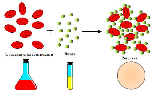 аглутинини во серумот на мајката.