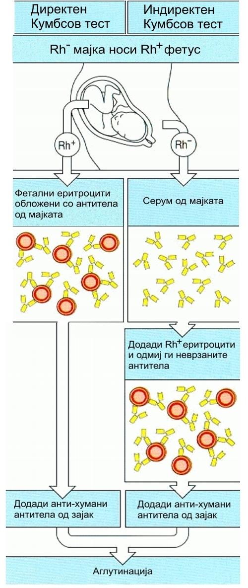 еритроцити со припадност на крвната група Rho. Позитивната реакција на аглутинација потврдува дека во серумот на жената се присутни аглутинини. Слика 13.