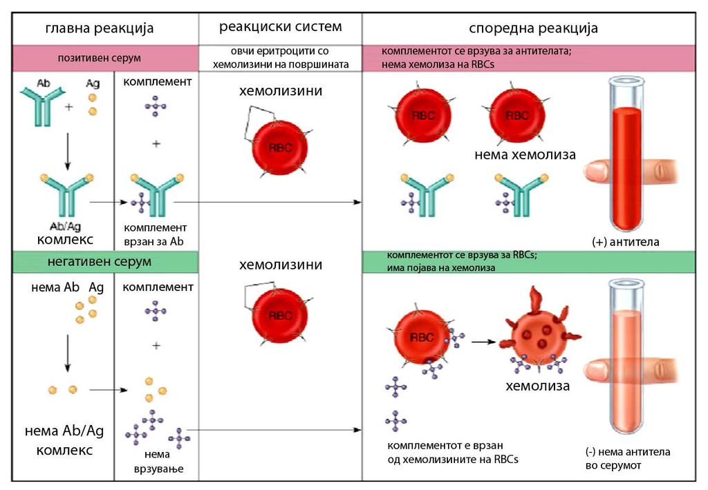 Слика 17. Интерпретација на резултати од тест на врзување на комплемент ПРАКТИЧНА РАБОТА: 1.