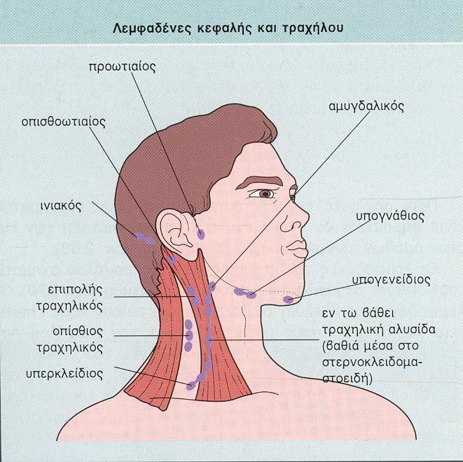 Αντικειμενική Εξέταση τραχηλική λεμφαδενοπάθεια Τα περισσότερα νοσήματα που έχουν αναφερθεί μπορούν να προκαλέσουν τραχηλική ΛΠ Συχνότερα μη ειδικής