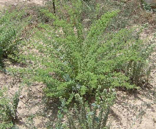 Εικόνα 2: Ταξιανθία θυμαριού (Coridothymus capitatus) 1.2.2.2 Origanum vulgare ssp. hirtum L.