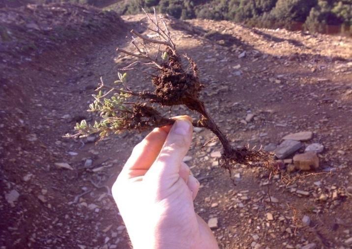 ΠΕΙΡΑΜΑΤΙΚΟΣ ΑΓΡΟΣ 2.4.1 ΕΓΚΑΤΑΣΤΑΣΗ ΠΕΙΡΑΜΑΤΙΚΟΥ ΑΓΡΟΥ Τον Νοέμβριο του 2008 εγκαταστάθηκαν οι δύο καλύτεροι βιότυποι από κάθε είδος σε πειραματικό αγρό στο αγρόκτημα του ΓΠΑ στην Αθήνα (Εικόνα 7).