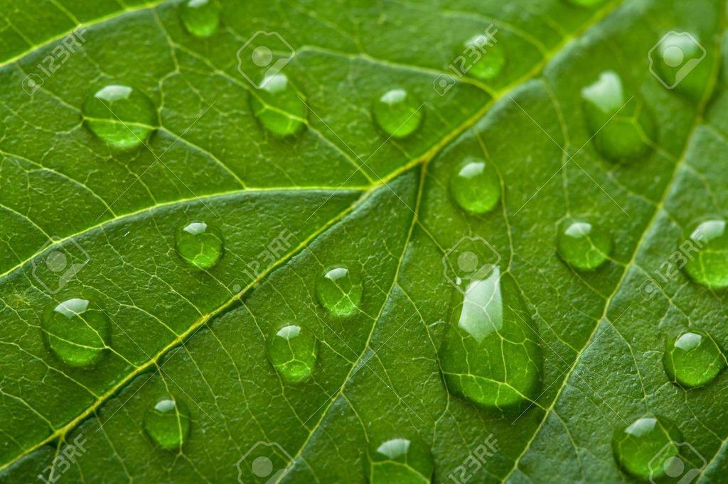 Η εξέλιξη έχει φροντίσει ώστε τα φύλλα των φυτών έχουν επιφάνειες με κακή διαβροχή ώστε το νερό της βροχής να καλύπτει