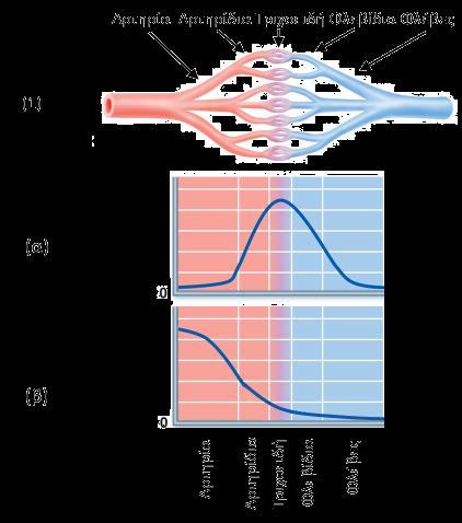 ΘΕΜΑ 3ο Στην εικόνα παρουσιάζονται ένα δίκτυο αιμοφόρων αγγείων (1) καθώς και δύο διαγράμματα (α, β) που παρουσιάζουν τη μεταβολή ενός φυσικού μεγέθους κατά τη ροή του αίματος στο δίκτυο αυτό. 3.1 α) Ποιο από τα δύο διαγράμματα παρουσιάζει τη μεταβολή της πίεσης κατά τη ροή του αίματος στο εικονιζόμενο δίκτυο; Να αιτιολογηθεί η απάντησή σας.