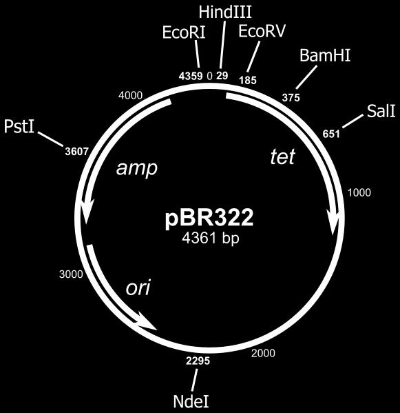 Πλαςμίδια Φορείσ κλωνοποίηςησ για προκαρυωτικά ςυςτήματα (7/24) Εικόνα 3: Πλαςμίδιο pβρ322 Ανκεκτικό ςτα αντιβιοτικά αμπικιλλίνθ (amp) και τετρακυκλίνθ (tet) Θ επιλογι των