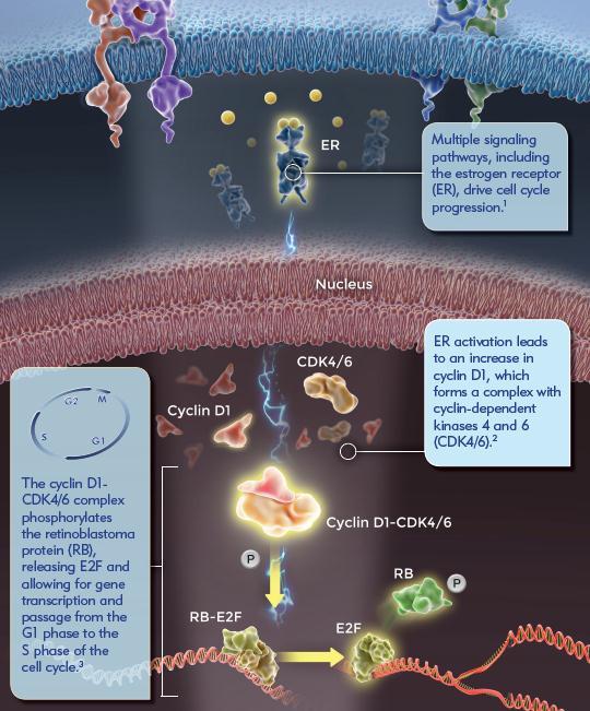 Synergistic Potential of Dual Inhibition in HR+ BC CDKs: LY2835219, LEE011, palbociclib In ER+ breast cancer, estrogen signaling increases the activity of the cyclind1-cdk4/6-rb pathway, resulting in