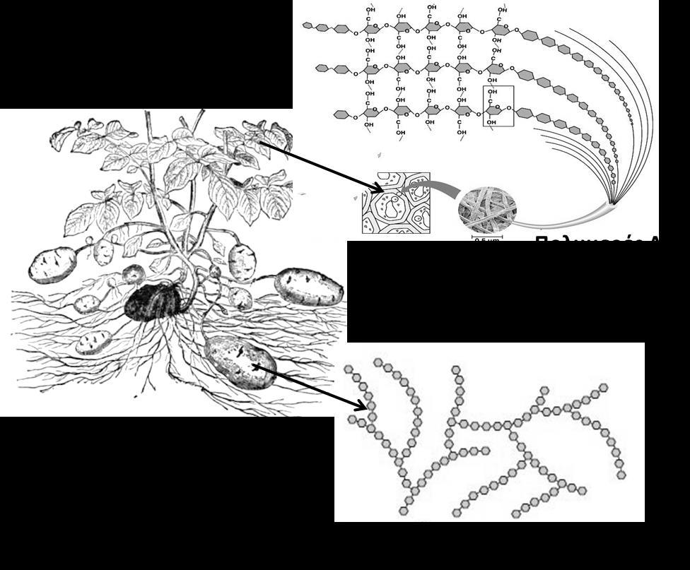 Ερώτηση 10 Το πιο κάτω σχήμα απεικονίζει το φυτό της πατάτας και δείχνει δύο χαρακτηριστικά πολυμερή του τα Α και Β.