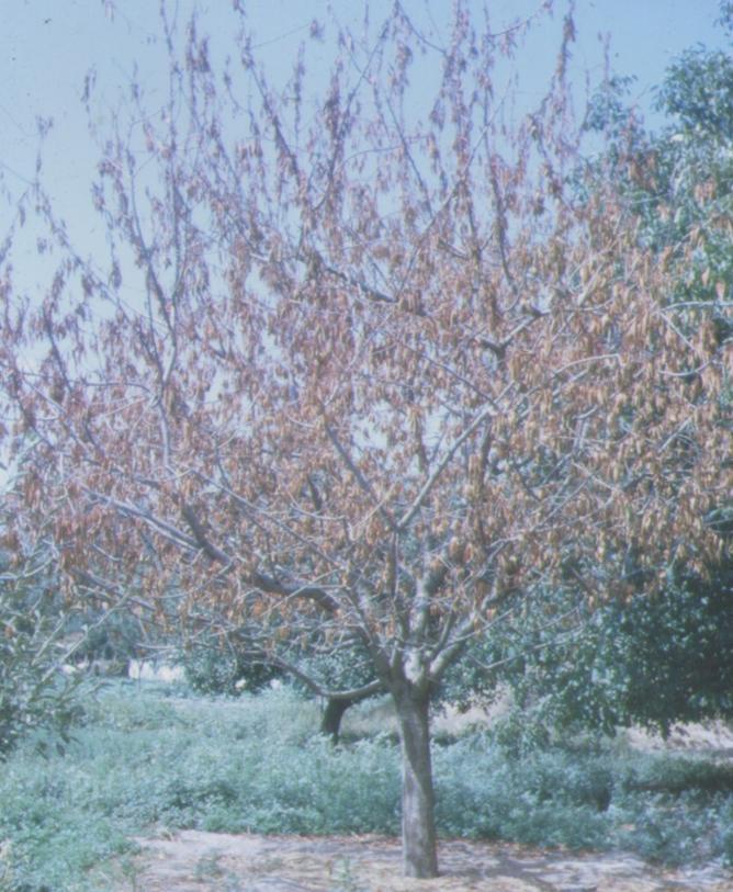 Τρόποι εμφάνιςησ ςυμπτωμάτων Αποπληξία Κακολικι αποξιρανςθ μζςα ςε μία καλλιεργθτικι περίοδο ςε μεγαλφτερθσ θλικίασ δζντρα με