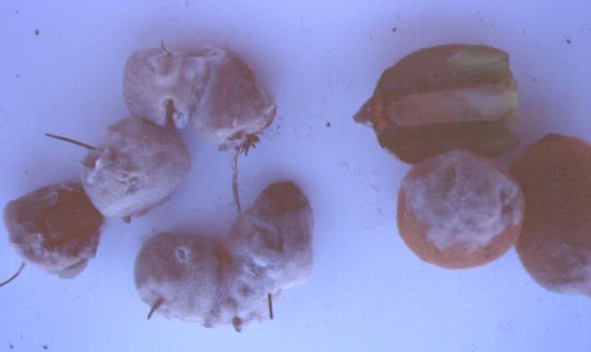 Botrytis ζε αθηηλίδην.