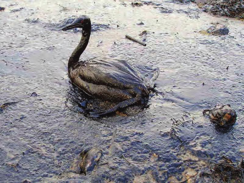 ΚΑΤΑΠΟΛΕΜΗΣΗ ΤΗΣ Καταστροφές από πετρελαϊκή ρύπανση μπορεί να συμβούν ξανά στο μέλλον προξενώντας σοβαρές επιπτώσεις στο περιβάλλον, τις τοπικές οικονομίες και την αλιεία.