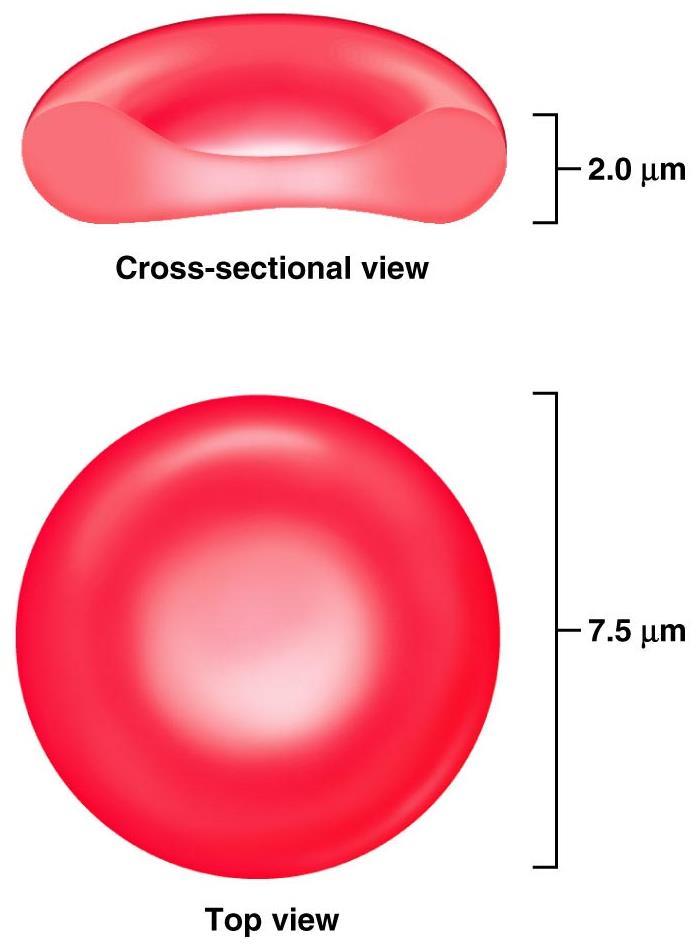 Ερυθρά Αιμοσφαίρια Αμφίκοιλοι δίσκοι Χωρίς πυρήνα και οργανίδια Μεταφορά O2 στους ιστούς και CO2 στον πνεύμονα Καθημερινά παράγονται 2-3 εκατομμύρια κύτταρα ανά