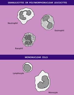 Λευκά αιμοσφαίρια Κοκκιοκύτταρα: Η ονομασία τους εξαρτάται από τα κοκκία τους Ουδετερόφιλα: προσλαμβάνουν παρόμοια τις βασικές και όξινες χρωστικές Ηωσινόφιλα: