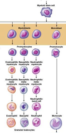 Ωρίμανση Κοκκιοκυττάρων Μυελοβλάστη Προμυελοκύτταρο
