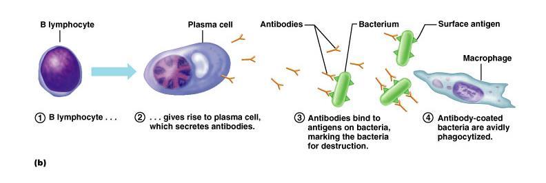 B-Λεμφοκύτταρα: Λειτουργία Διαφοροποιούνται σε πλασματοκύτταρα Παραγωγή αντισωμάτων έναντι ξένων αντιγόνων