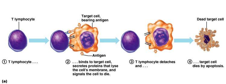 T cells attack foreign cells directly Killer