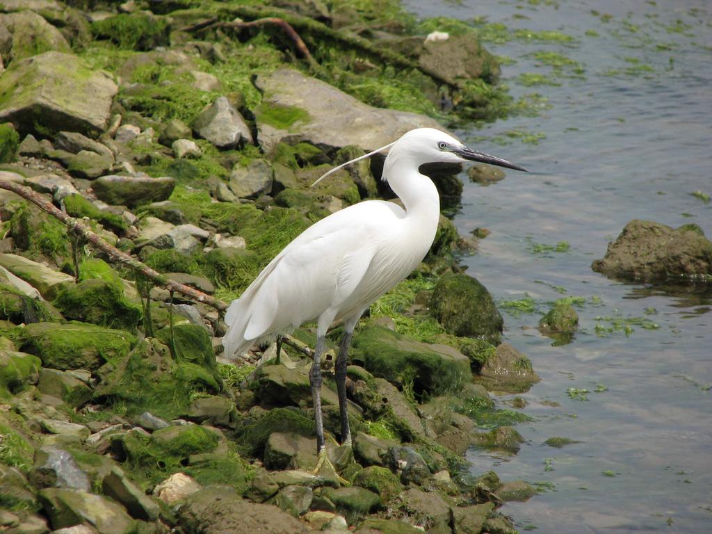 3.2. Λευκοτσικνιάς (Egretta garzetta) Ο λευκοτσικνιάς ανήκει στην Τάξη Πελαργόµορφα (Ciconiiformes) και στην Οικογένεια Ερωδιίδαι (Ardeidae).