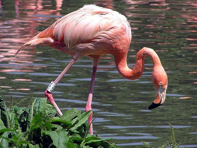 3.5. Φοινικόπτερο (Phoenicopterus ruber) Το φοινικόπτερο, γνωστό και µε το όνοµα φλαµίνγκο, ανήκει στην Τάξη Φοινικοπτερόµορφα (Phoenicopteriformes) και στην Οικογένεια Φοινικοπτερίδαι