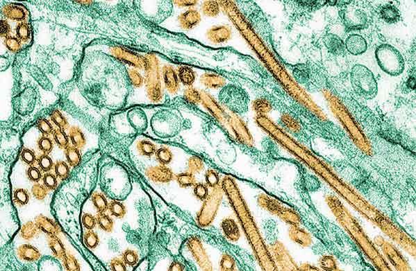 Εικόνα 3. Ιοί γρίπης Α Η5Ν1 (µε χρυσαφί χρώµα) αναπτυγµένοι σε κύτταρα (µε πράσινο χρώµα). Πηγή: Courtesy of the Public Health Image Library, #1841 (Ligon, 2005). 1.