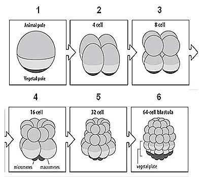 1. Εμβρυϊκή Ανάπτυξη Αχινού Η αυλάκωση στον αχινό είναι ακτινωτή. Το γονιμοποιημένο αυγό, το ζυγωτό, έχει αμφίπλευρη συμμετρία.
