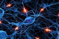 Νευρωνικά δίκτυα Το μαύρο κουτί Neural networks Neural network analysis describes the calculations done using a circuit of interconnected neurons.