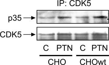 Αποτελέσματα Α Β Eικόνα Α1: Μελέτη της επίδρασης της α ν β 3 στην επαγόμενη από PTN αλληλεπίδραση της CDK5 με την p35 σε ολικά πρωτεϊνικά εκχυλίσματα κυττάρων CHO (Α) και C6 (Β) στα οποία είχε