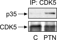 Η αλληλεπίδραση μελετήθηκε με ανοσοκατακρήμνιση έναντι της CDK5 και τα ανοσοϊζήματα ελέγχθηκαν με αντίσωμα έναντι της p35 και της CDK5, όπως περιγράφεται στις Μεθόδους.