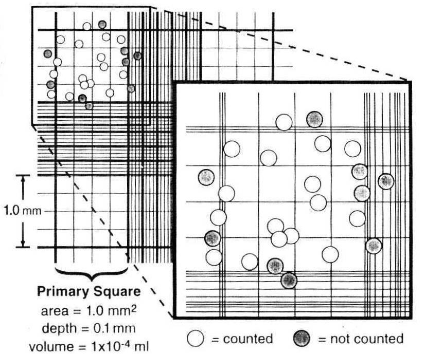 Υλικά και Μέθοδοι εννέα τετράγωνα είναι 0,1 mm 3 (1 mm 2 x 0.1 mm) ή 1 x 10-4 ml.
