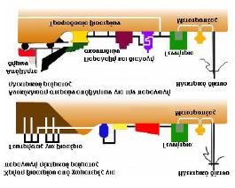 γ) πρώτη ύλη για παραγωγή αιθανόλης και βιοντήζελ για μηχανές εσωτερικής καύσης.