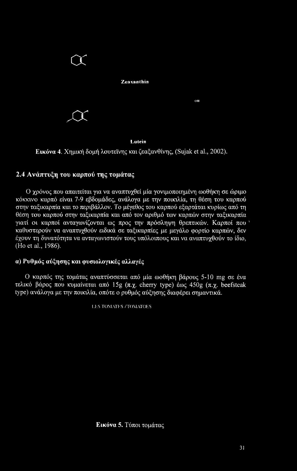 4 Ανάπτυξη του καρπού της τομάτας Ο χρόνος που απαιτείται για να αναπτυχθεί μία γονιμοποιημένη ωοθήκη σε ώριμο κόκκινο καρπό είναι 7-9 εβδομάδες, ανάλογα με την ποικιλία, τη θέση του καρπού στην
