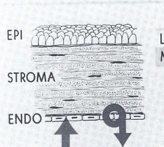 πλευρικών κυτταροπλασματικών μεμβρανών 38, και με θυριδωτές συνδέσεις οι οποίες επιτρέπουν στα κύτταρα να είναι πλευρικά συνδεδεμένα.