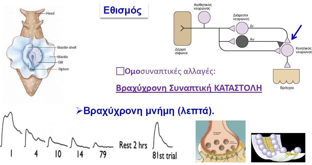 Ποιοτική κατηγοριοποίηση μνήμης Μη Δηλωτική Μνήμη Αμυντικό αντανακλαστικό απόσυρσης του Βραγχίου Οι μηχανισμοί απλών μορφών εξοικείωσης και ευαισθητοποίησης έχουν μελετηθεί εκτενέστατα στο θαλάσσιο