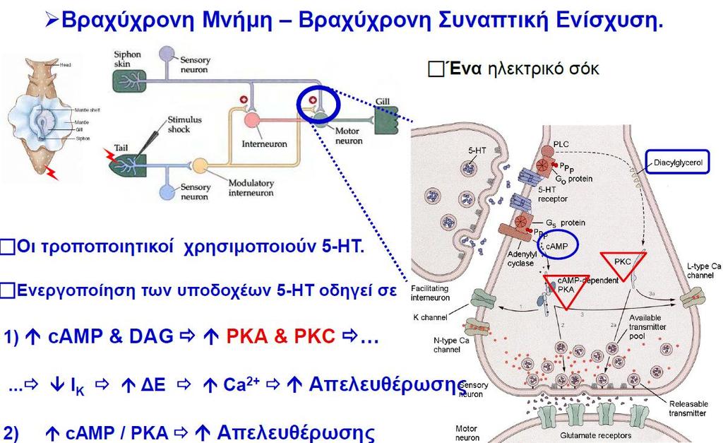 Ποιοτική κατηγοριοποίηση