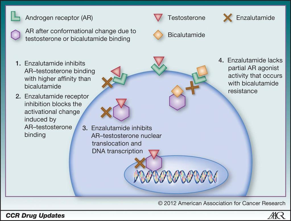 Enzalutamide Είναι ισχυρός, εκλεκτικός ανταγωνιστής του ανδρογονικού υποδοχέα AR.