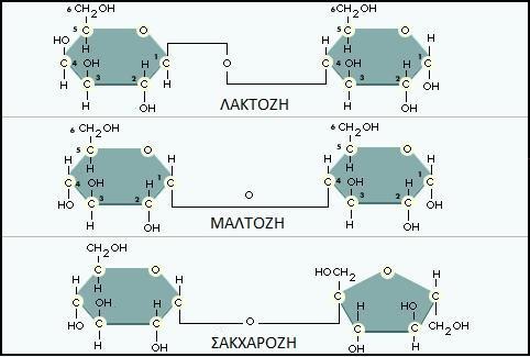 Ο πιο κοινός υδατάνθρακας είναι η εξόζη γλυκόζη ΜΑΘΗΜΑ 5 Ολιγο-σακχαρίτες Είναι