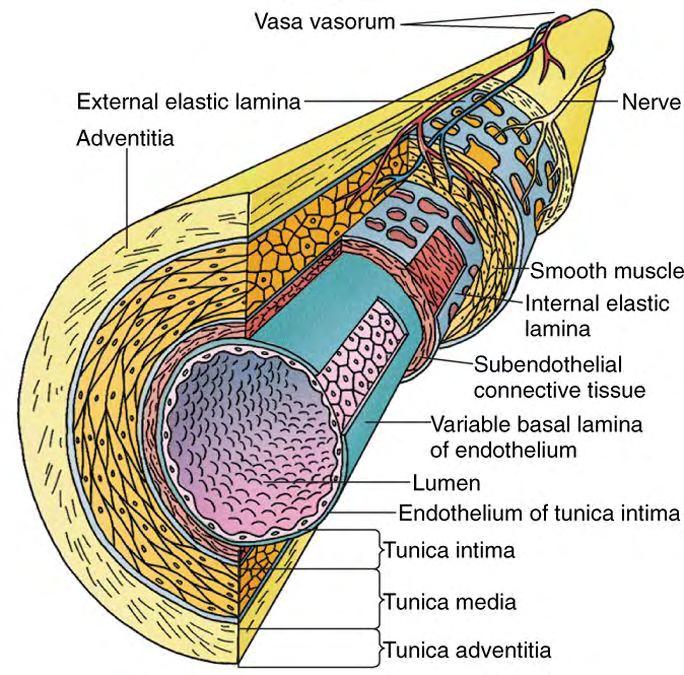 1.3 Ιστολογική δομή αιμοφόρων αγγείων Τρία ξεχωριστά, συγκεντρικά στρώματα ιστού (χιτώνες - tunics) απαρτίζουν το τοίχωμα ενός τυπικού αιμοφόρου αγγείου (Εικόνα 2).