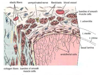 Συντίθενται από συνδετικό ιστό πλούσιο σε ελαστικές ίνες και επενδύονται και από τις δύο πλευρές από ενδοθήλιο.