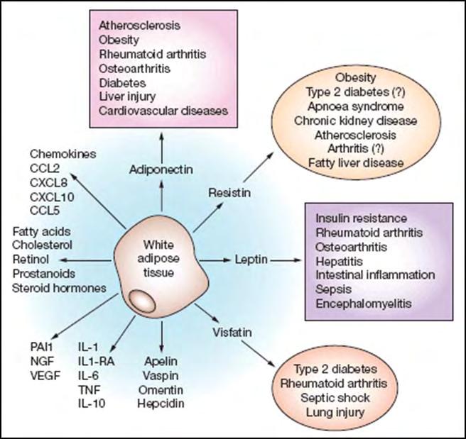 2.3. Ο λιπώδης ιστός ως ενδοκρινές όργανο 2.3.1.