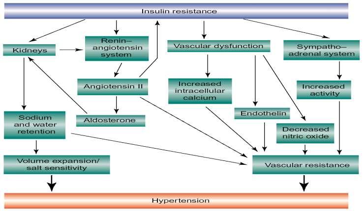 Ο κεντρικός ρόλος της αντίστασης στην ινσουλίνη (& του ΣΡΑΑ) στην ανάπτυξη υπέρτασης σε ΣΔ-2 Άλλοι μοριακοί μηχανισμοί: Αυξημένη δραστικότητα ρενίνης πλάσματος &