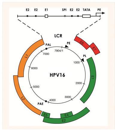 Εικόνα 1. Η δομή του HPV ιικού γενώματος (27) Οι HPV τύποι 16 και 18 ανιχνεύονται στο 3.2% και στο 1.4% αντίστοιχα των φυσιολογικών κυτταρολογικών επιχρισμάτων και συμβάλλουν σε ποσοστό 24.