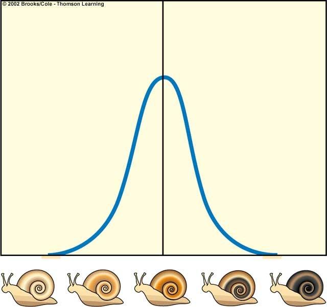 coloration are eliminated Coloration of snails Coloration of snails Average remains