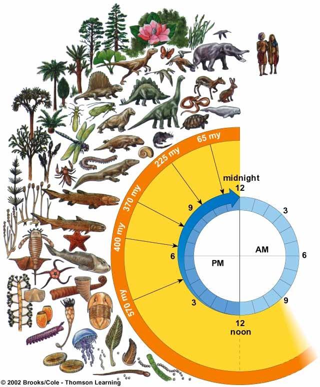 Biological Evolution Modern humans (Homo sapiens) appear about 2 seconds before midnight Age of reptiles Insects and amphibians invade the land Plants invade the land Age of