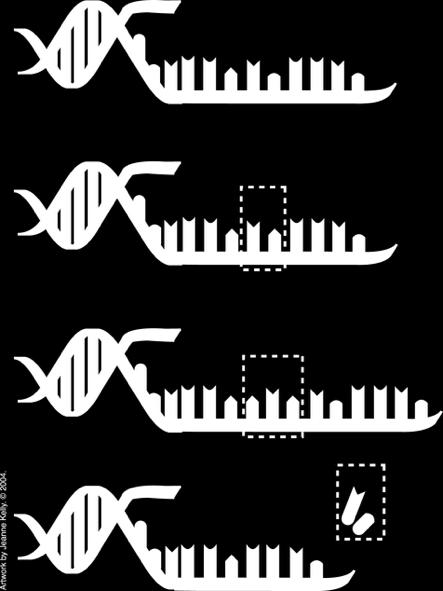 DNA µεταλλάξεις DNA C A A G C T A A C T Normal gene C A A G C G A A C T Single