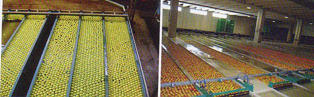 osetlivi ovo{ja, iako pome u poedine~ni sorti postojat razliki vo mo`nostite na ~uvawe, zavisno od karakteristikite na sortite, lokacijata na odgleduvawe, klimata i agrotehnikata.