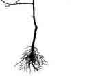 Minimalnata viso~ina na sadnicata treba da iznesuva m.