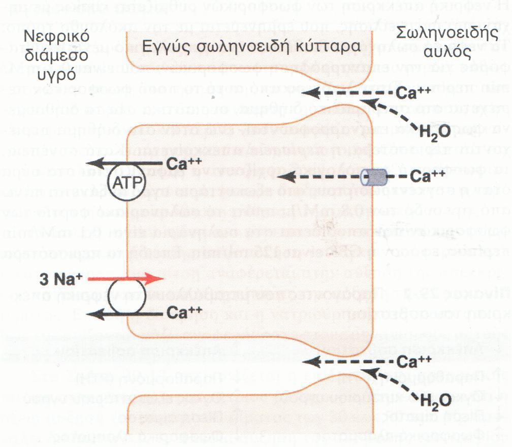 Εγγύς σωληναριακή