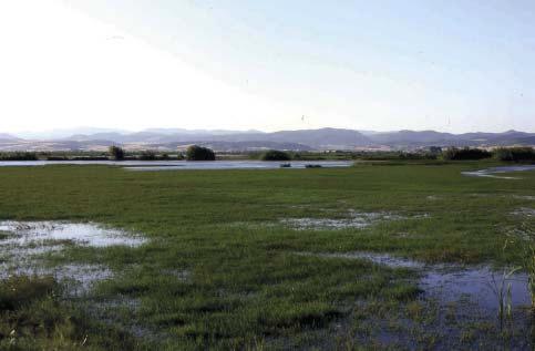 Παράρτημα I της Οδηγίας 79/409/ΕΟΚ, που σημαίνει πως η προστασία τους είναι εξαιρετικά σημαντική.