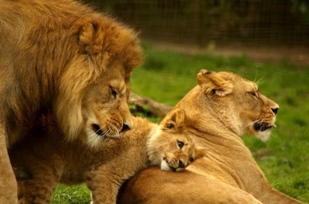 Λιοντάρια 1/3 Είναι από τα λίγα Felidae που σχηματίζουν σταθερές κοινωνικές ομάδες.