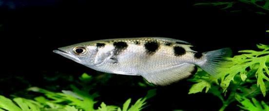 Το ψάρι Toxotes jaculatrix Το ψάρι αυτό ζει σε αβαθή νερά (μαγκρόβια δάση, λιμνοθάλασσες) της ΝΑ Ασίας και της Ωκεανίας.