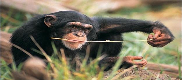 Χιμπατζήδες (Pan troglodytes, P.